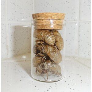 Small Oddity Jar of Cicada Skins curiosity glass vial goth insect taxidermy